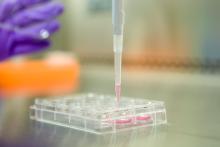 A cell culture plate with induced pluripotent stem cells