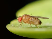 Drosophila melanogaster