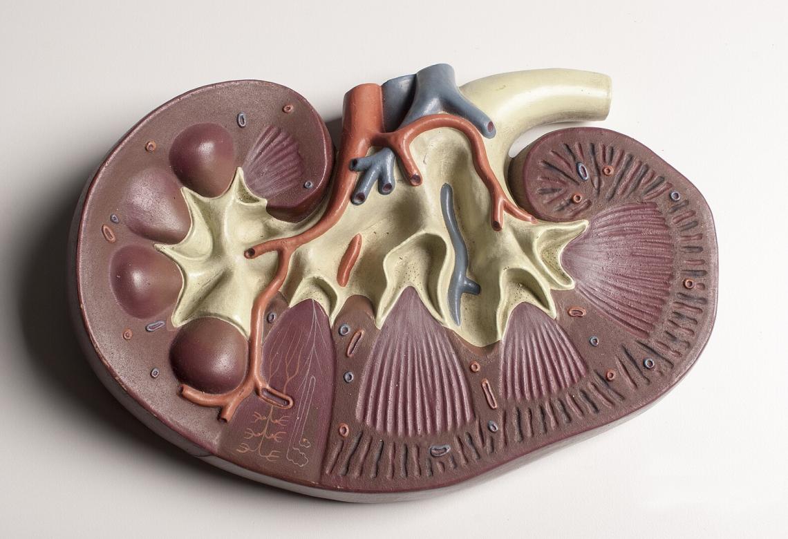 Didactic model of a mammal Kidney